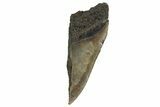 Partial, Fossil Megalodon Tooth - South Carolina #321292-1
